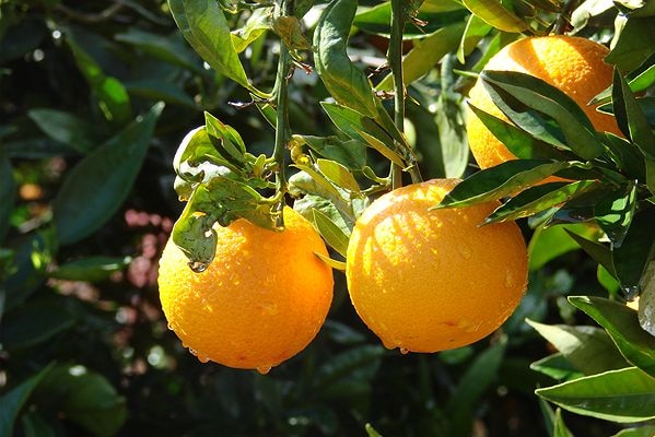 Two oranges hang from a tree