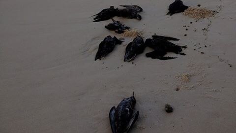 Dead short tailed shearwaters washed on beach at Byron Bay