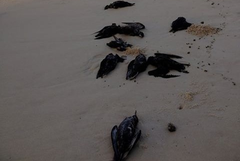 Dead short tailed shearwaters washed on beach at Byron Bay