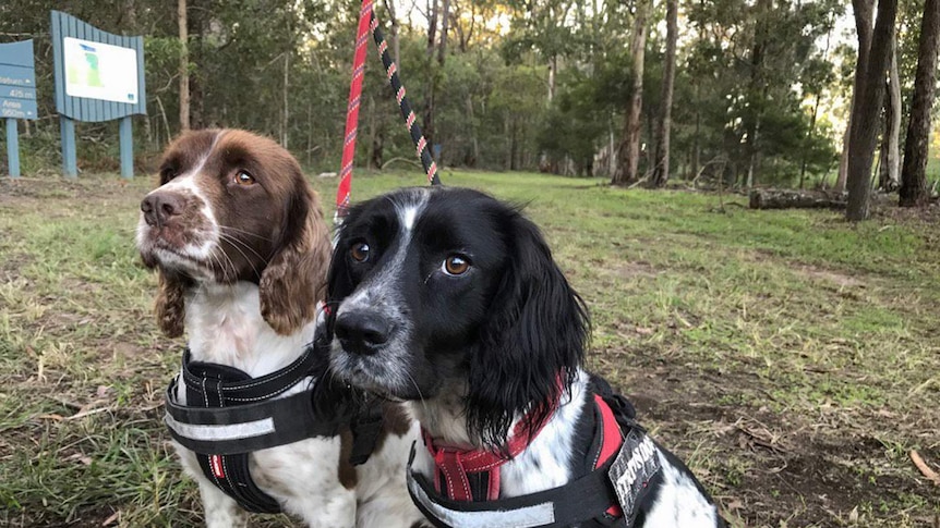 Two dogs in harnesses in Queensland bushland.