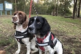 Two dogs in harnesses in Queensland bushland.
