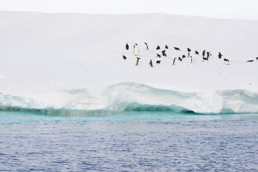 Penguins on an Antarctic ice shelf