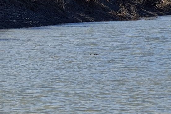 A glimpse of a crocodile in the water.