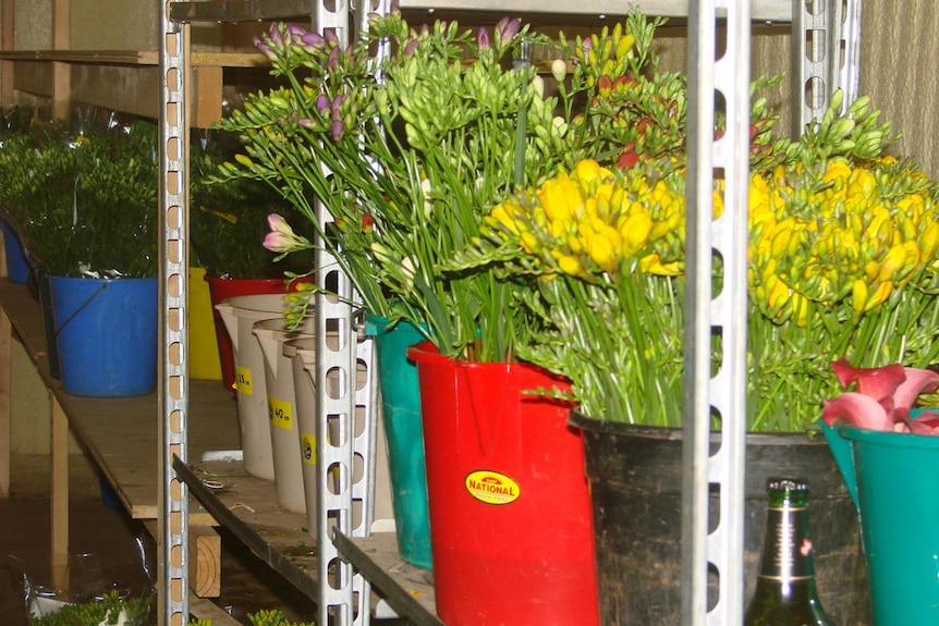 Cut freesia flower heads wait in the cool room ready for shipment interstate