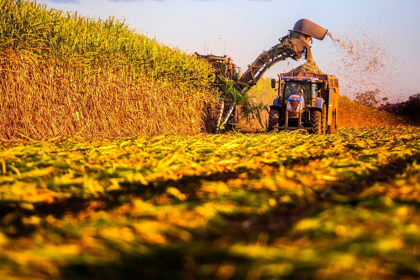 A cane harvester cutting sugar cane in the afternoon sun.