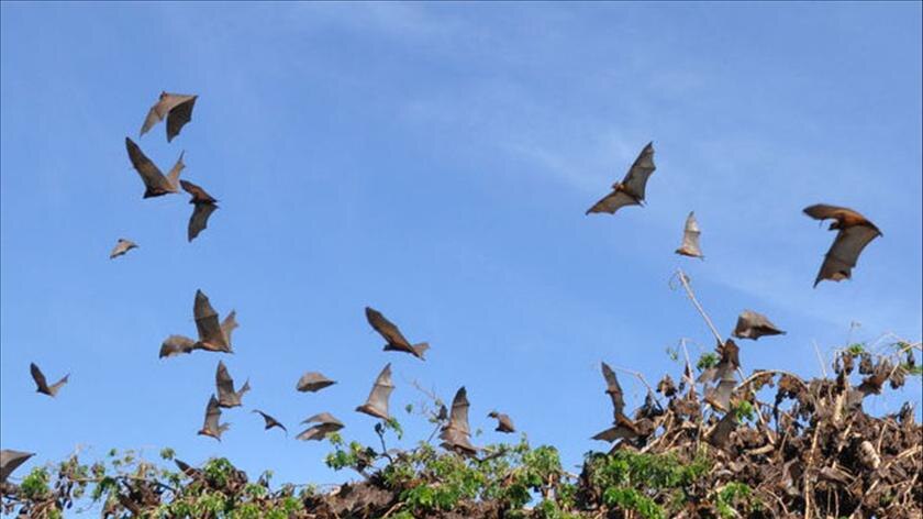 Flying foxes are the natural host for the hendra virus and there is a colony in the Tewantin area.