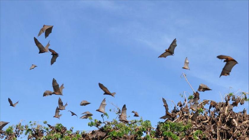 Bat colony