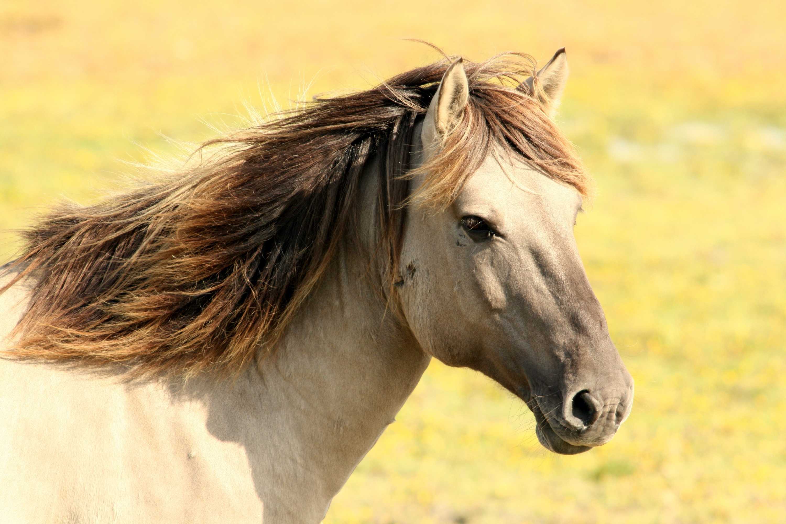 Horses: a story collection