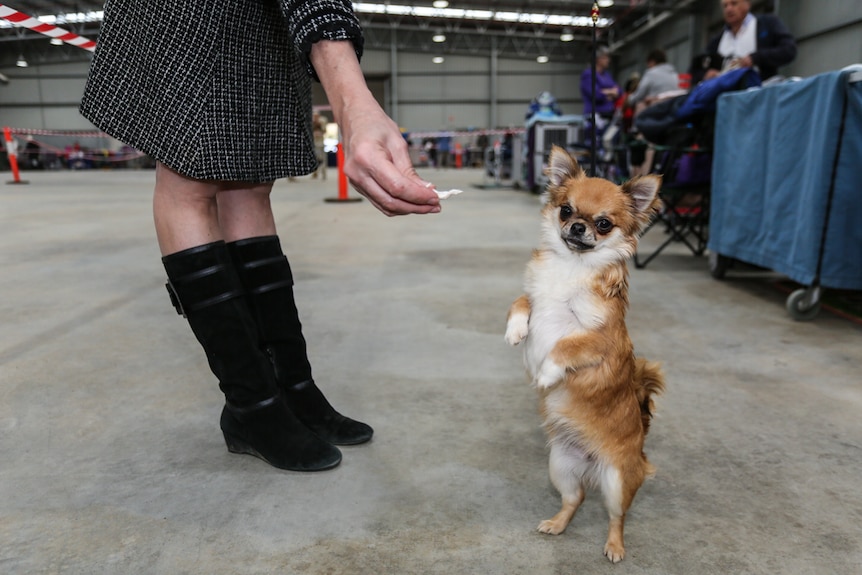 Kimberly Berlyn's Chihuahua, Rori, took out the Challenge Bitch Award in her first show as an adult.