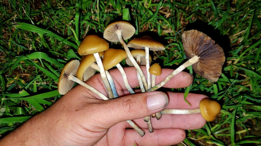 Psilocybe Mexicana Mushrooms For Sale Online