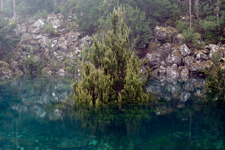 Tree stands in a Mount Wellington tarn