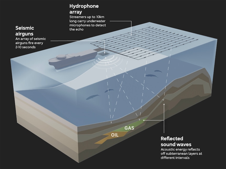 A cross-section shows how seismic surveying delivers powerful blasts of sound to the ocean floor.