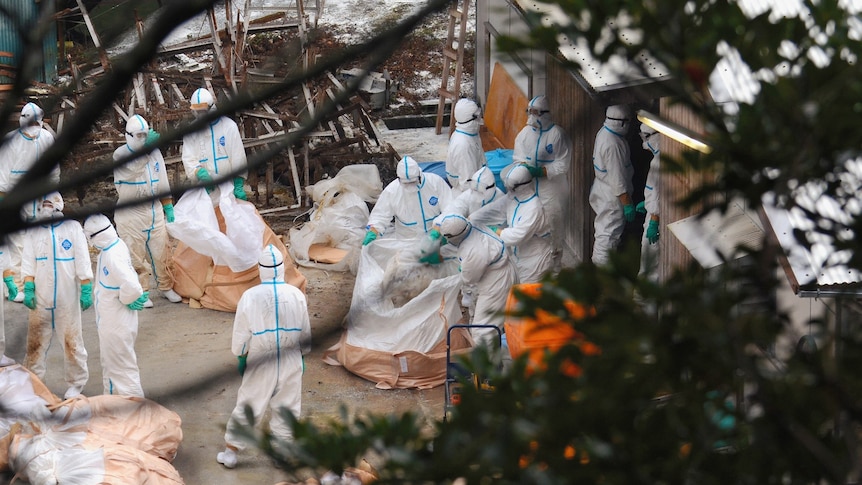 People in white hazmat suits with large plastic bags