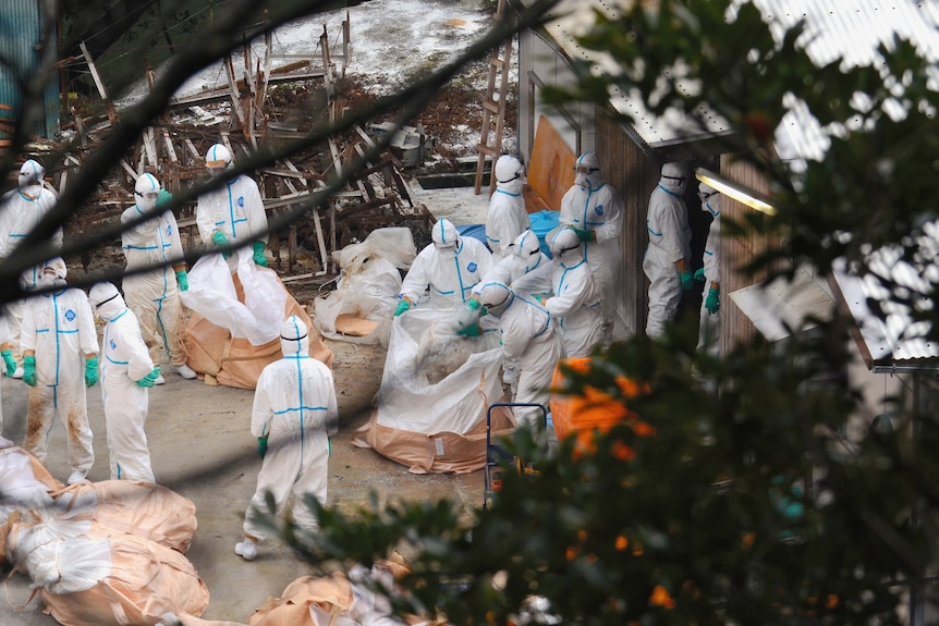 People in white hazmat suits with large plastic bags