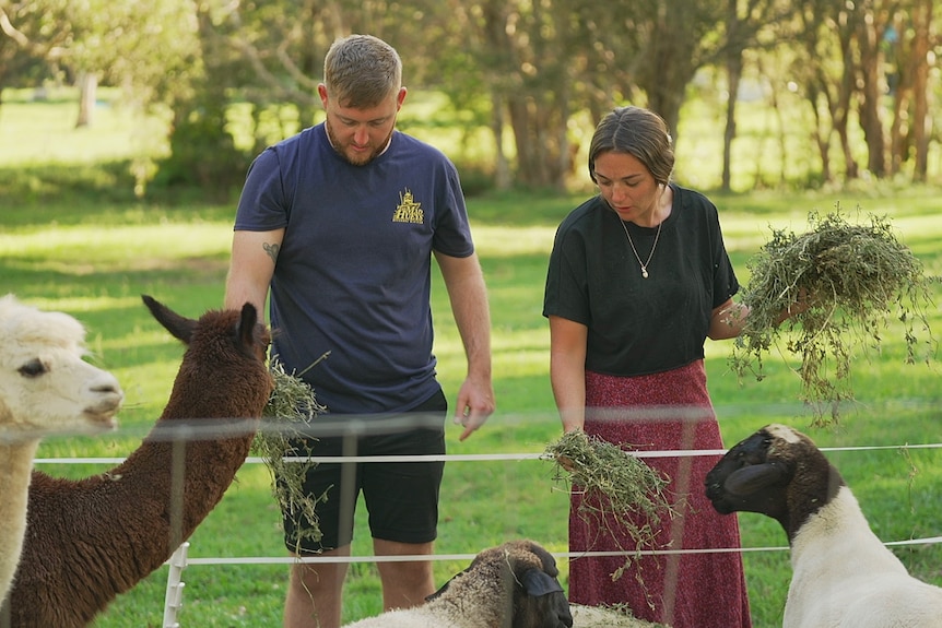 A young couple feed some alpacas and sheep through a fence.