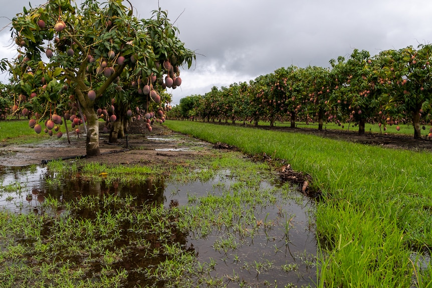 Large puddles at the end of mango crop rows