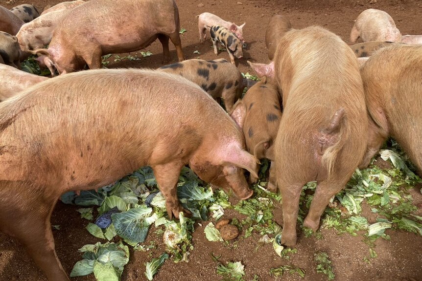 Pigs feast on cabbage and lettuce strewn across the muddy ground.