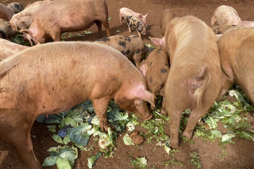 Pigs feast on cabbage and lettuce strewn across the muddy ground.