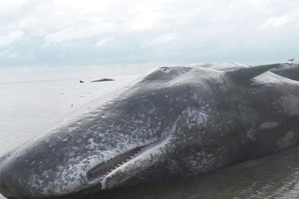 Beached whale