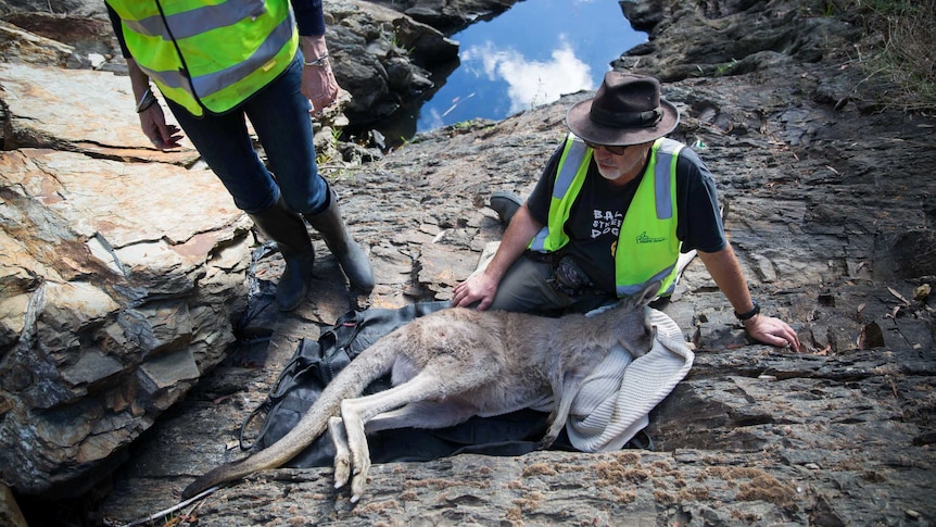 One rescuer sits on a rocky outcrop near a pool of water with a tranquilized roo in his lap while another waits nearby.
