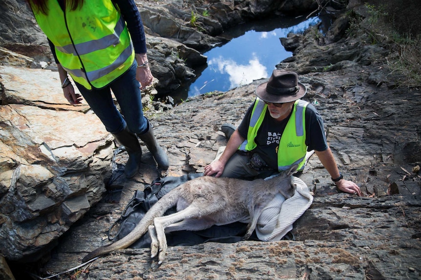 One rescuer sits on a rocky outcrop near a pool of water with a tranquilized roo in his lap while another waits nearby.