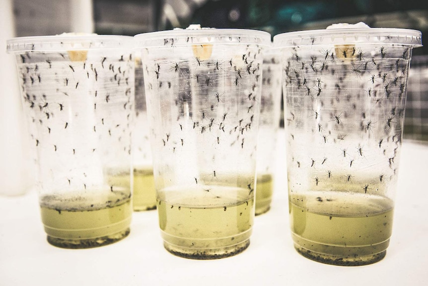 Mosquitoes being bred in clear plastic jars