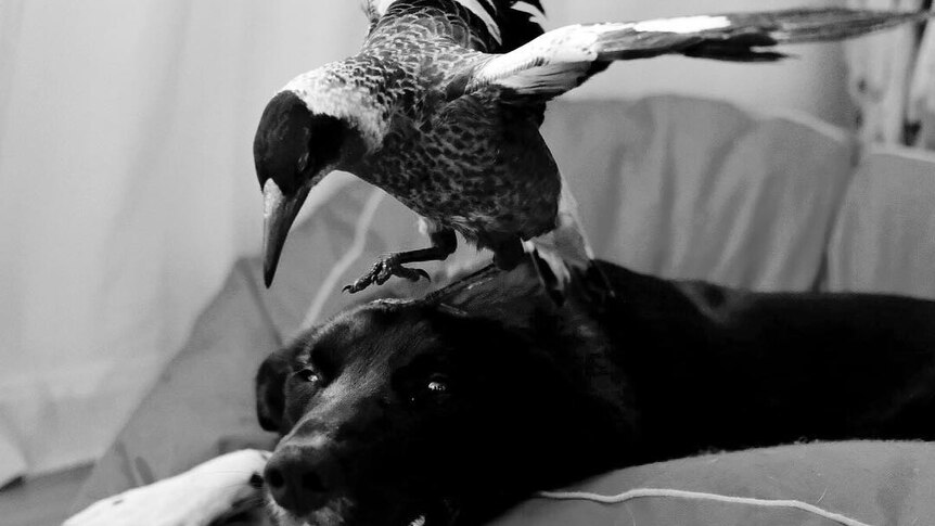 A black and white photo of a magpie standing on a black dog's head.