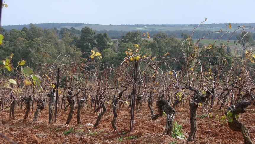 Vineyards in the Hunter Valley