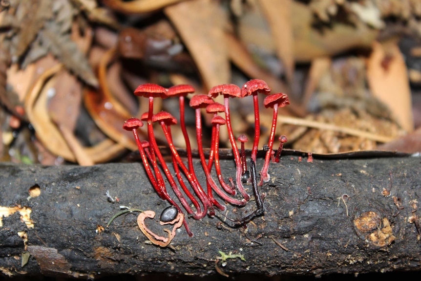 Bright red fungi with thin stipes grow from a fallen log