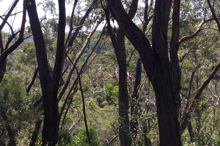 A view of dense scrubland into a valley.