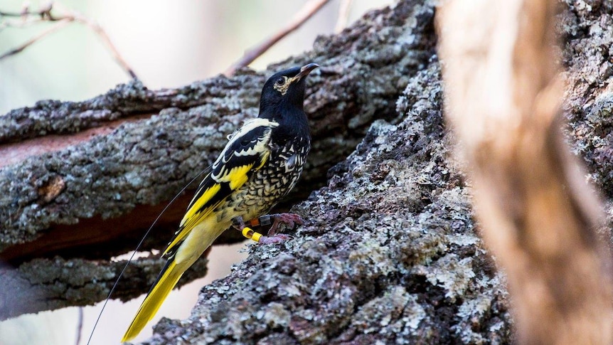 The Regent Honeyeater sits on a tree branch.