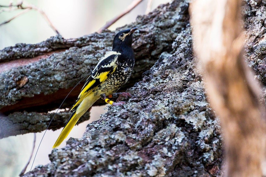 The Regent Honeyeater sits on a tree branch.