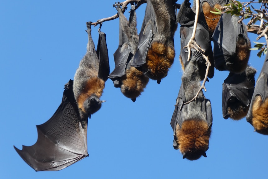 Grey-headed flying foxes hanging upside down