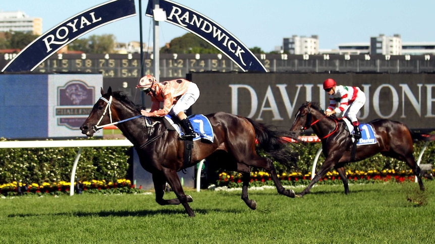 A horse crosses the finished line at Royal Randwick.