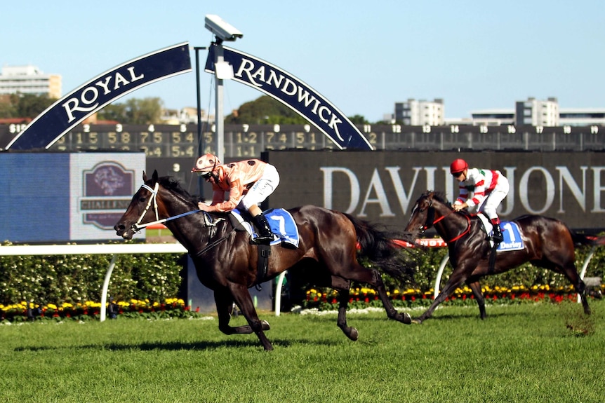 A horse crosses the finished line at Royal Randwick.