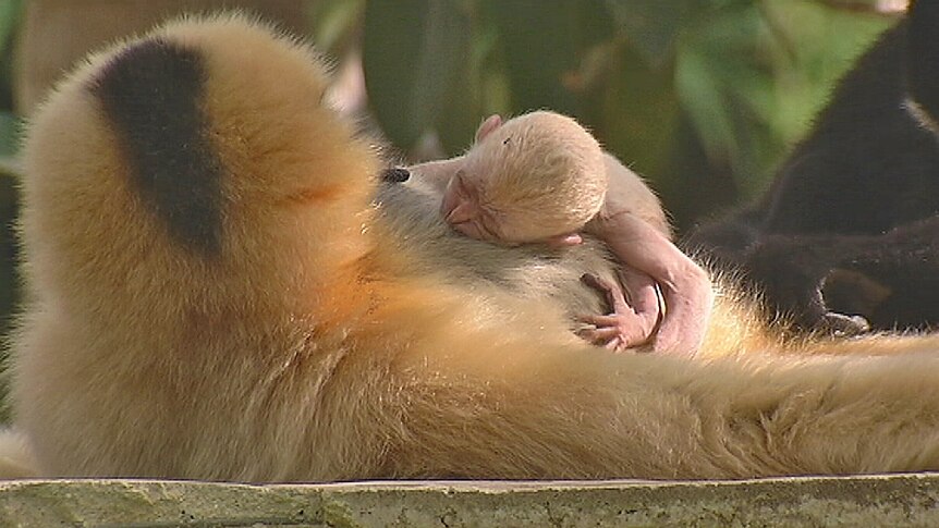 Rare gibbon birth at Adelaide Zoo
