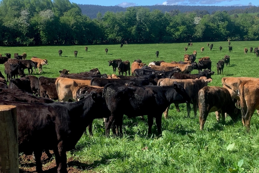 Photo of cows on a paddock