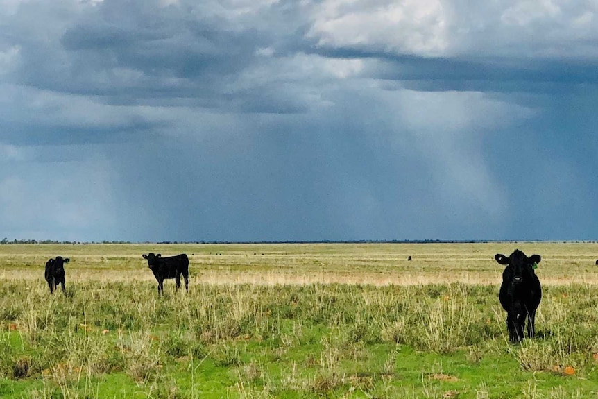 A picture of a paddock near Winton with Angus cross weaner cattle standing, looking and grazing with rainclouds above.