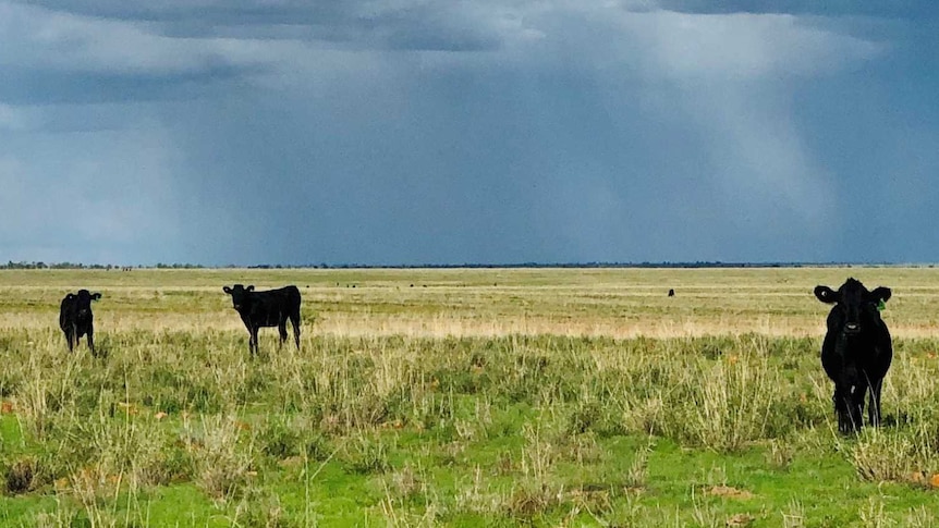 A picture of a paddock near Winton with Angus cross weaner cattle standing, looking and grazing with rainclouds above.