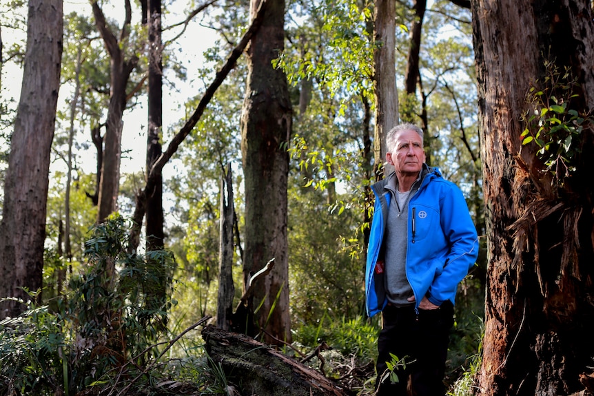 A man in a bright blue jacket and grey hair stands in a forest, dark trunks and bright sky and leaves above.