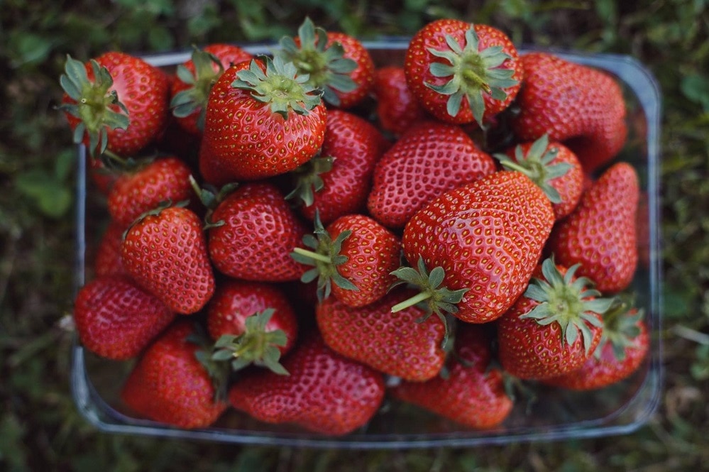 A close-up shot of several ripe red strawberries.