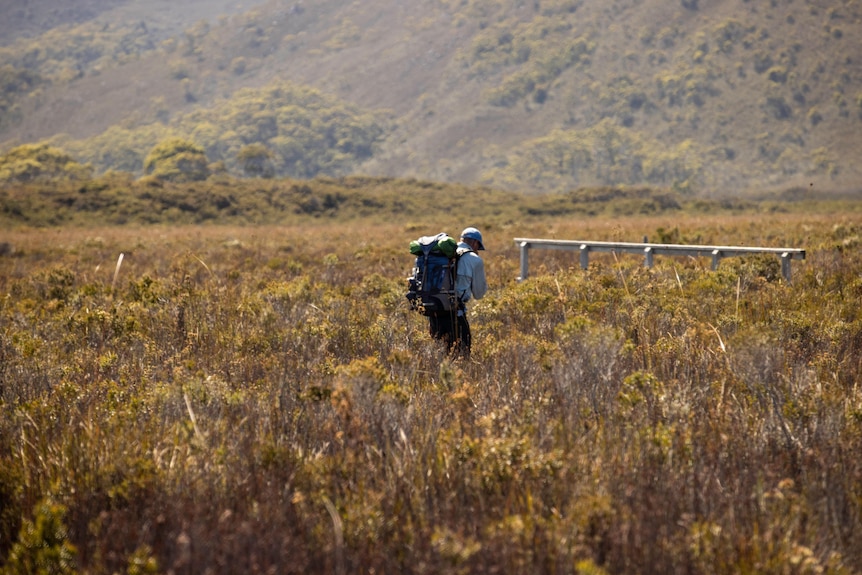 A male bushwalker with a large backpack walks through a plain of low, scrubby vegetation