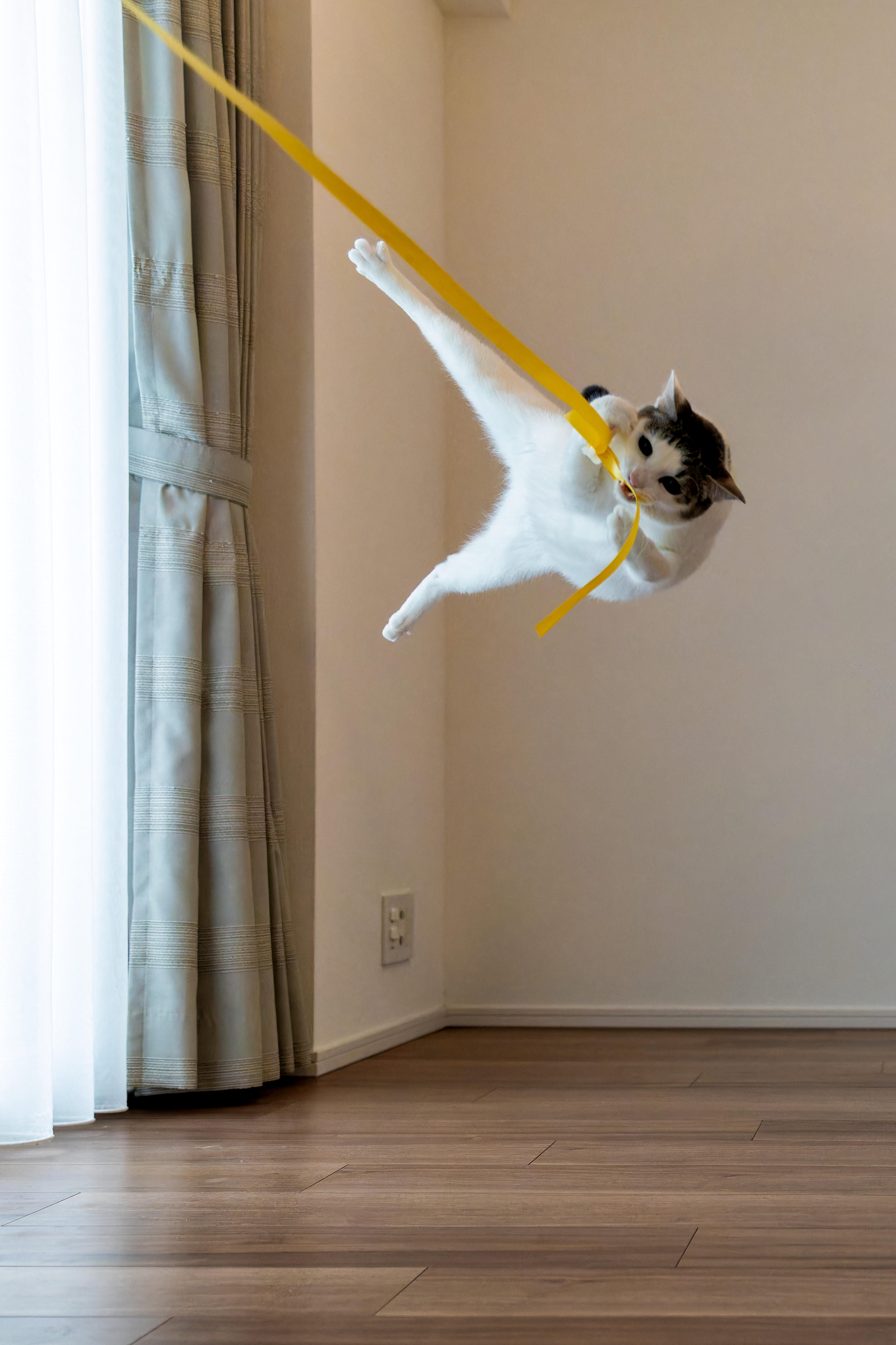 A white and brown cat flinging itself into the air from a yellow ribbon