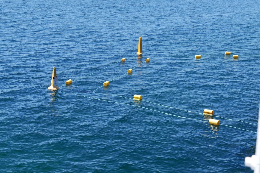 Buoys floating in the ocean marking out the protected area from sharks