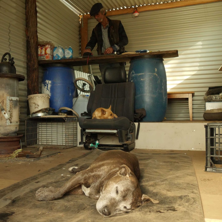 A man and his two dogs enjoy the inside comforts of the shed that was built for him.