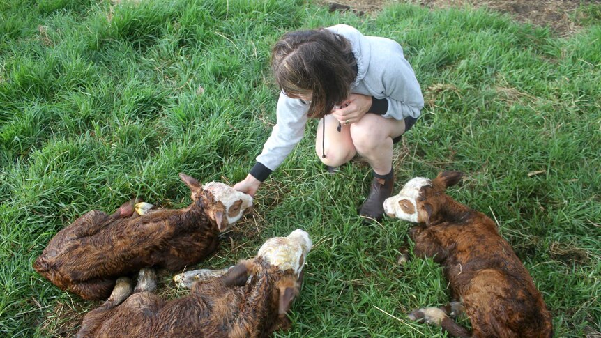 A woman sitting on the grass with three baby calves