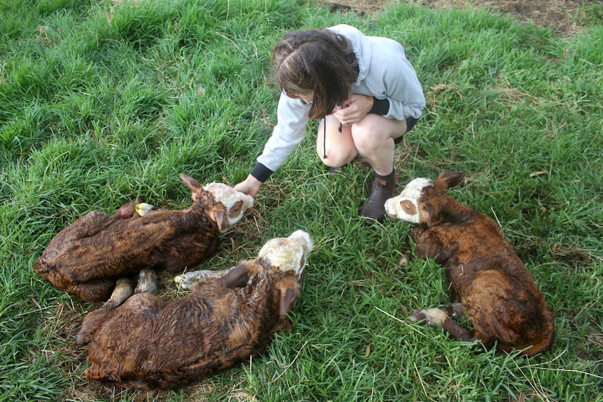 A woman sitting on the grass with three baby calves