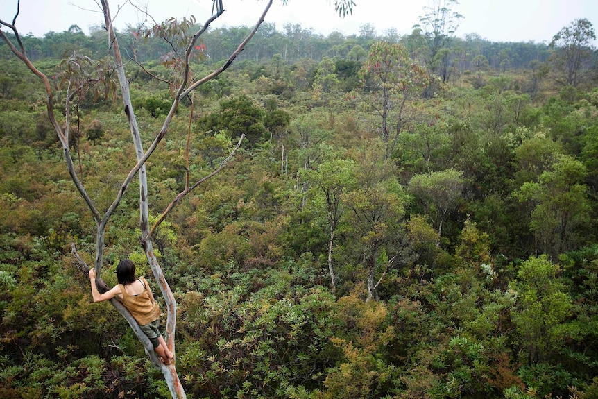 A woman sits in a tree, looking out over forest.