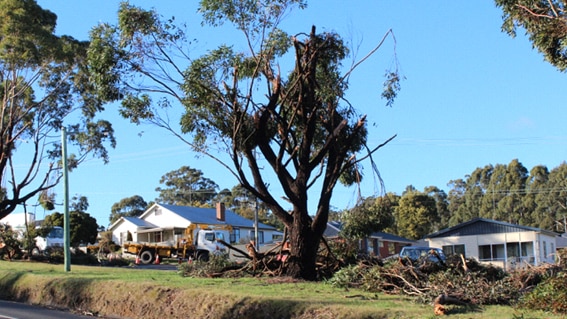 Tree damage at  the Don near Devonport after severe winds