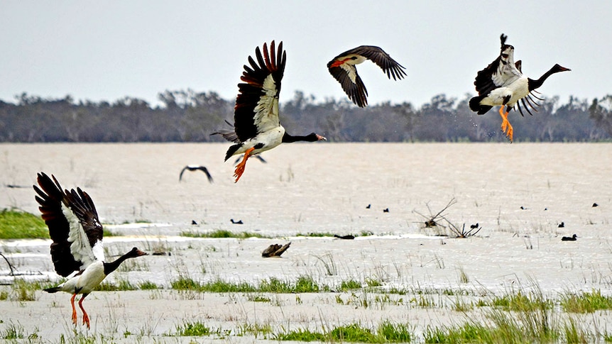 Magpie geese migrating south